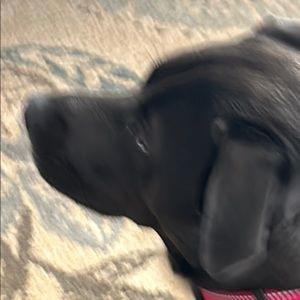 Meet your Posher, Dulce